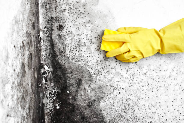 Best Mold Damage Repair  in Thermalito, CA