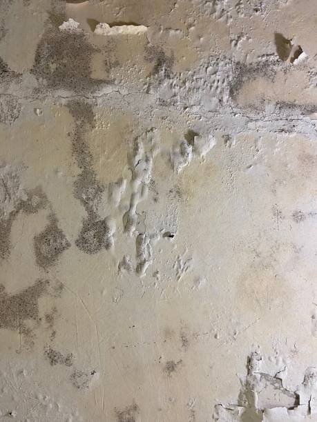 Best Certified Mold Removal  in Thermalito, CA